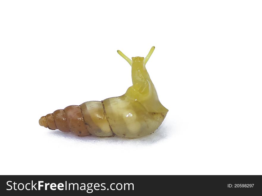 Tiny half a centimeter snail on white background. Snails symbolize such concepts as laziness, sinfulness, or filthiness. Their spiral shells symbolize continuity, evolution, or expansion. As a lunar symbol, snails also symbolize death and rebirth. Tiny half a centimeter snail on white background. Snails symbolize such concepts as laziness, sinfulness, or filthiness. Their spiral shells symbolize continuity, evolution, or expansion. As a lunar symbol, snails also symbolize death and rebirth.