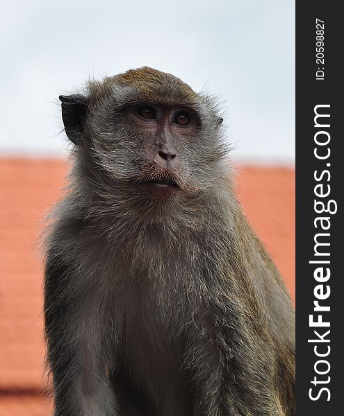 A still-standing monkey looking away from the photographer. Taken on the Malaysian island of Langkawi. A still-standing monkey looking away from the photographer. Taken on the Malaysian island of Langkawi.