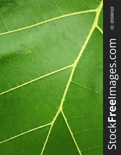 The detail of green leaf in the rainy season