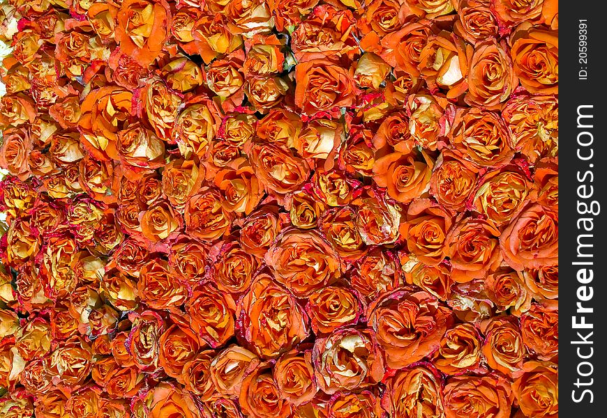 Beautiful Red and orange Roses Floral Nature Gardening Background. Beautiful Red and orange Roses Floral Nature Gardening Background