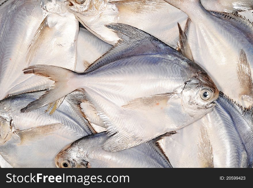 Assortment Of White Pomfret Fishes