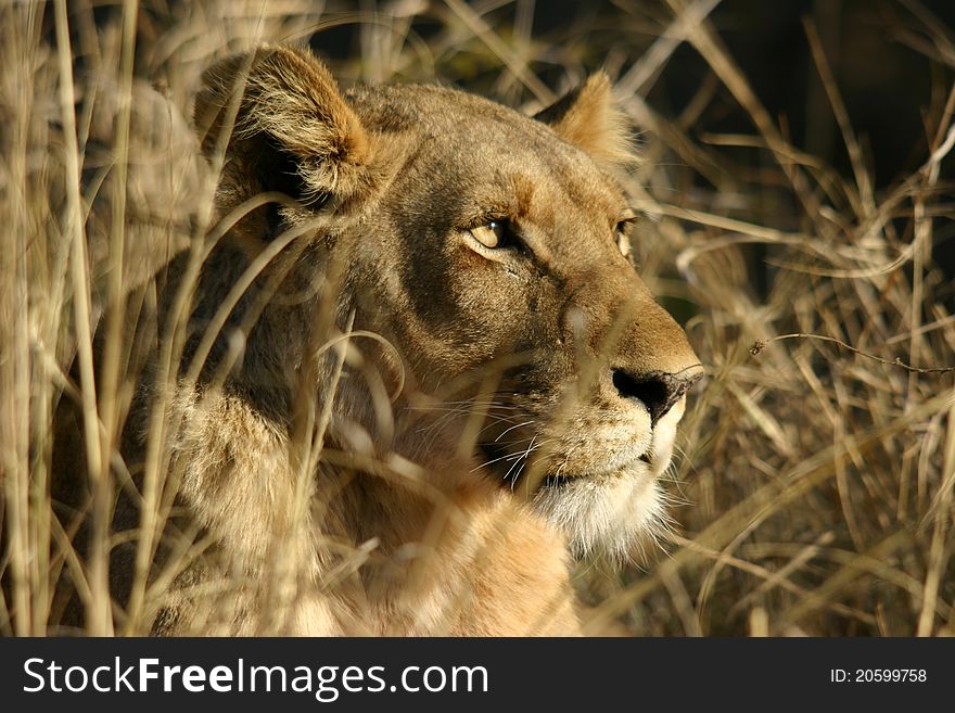 Young Lioness watching its prey in long grassland in Africa. Young Lioness watching its prey in long grassland in Africa