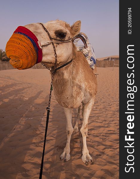 Camel tied up outside Locals tents in the Arabian desert. Camel tied up outside Locals tents in the Arabian desert