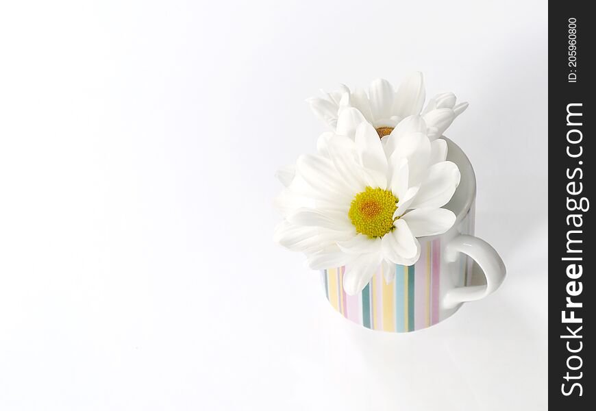 White daisy flowers in a small cup on white background
