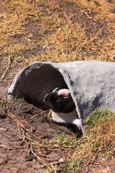 Jackass Penguin (Demersus Spheniscus) Stock Photo