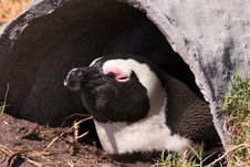 Jackass Penguin (Demersus Spheniscus) Royalty Free Stock Images