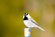 Free Tit-Headshot Stock Photo - 2060130