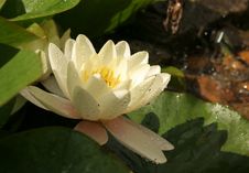 Water Lily Stock Photo Water Lily Stock Photo