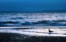 Seagull At Dusk In Surf Stock Photography Seagull At Dusk In Surf Stock Photography