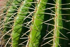 Cactus Royalty Free Stock Photography