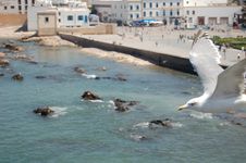 Seagull In Essaouira Royalty Free Stock Images