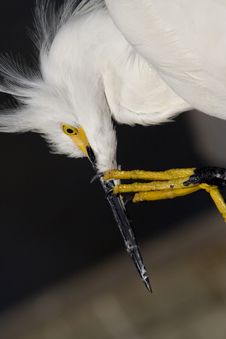 Snowy Egret Stock Images