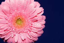 Pink Gerbera Royalty Free Stock Photo