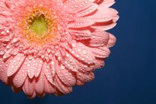 Pink Gerbera Stock Photography