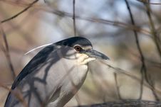 Black-crowned Night Heron Royalty Free Stock Photography