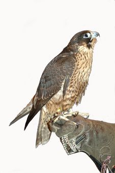 Peregrine Falcon Royalty Free Stock Photo Peregrine Falcon Royalty Free Stock Photo