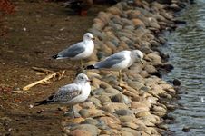 Seagulls Royalty Free Stock Photos Seagulls Royalty Free Stock Photos