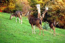 Blacktail Deer Royalty Free Stock Photo