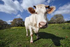 Funny Staring Cow Stock Images Funny Staring Cow Stock Images