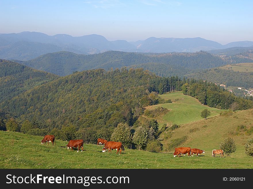 Cows graze on mountain slopes. Cows graze on mountain slopes