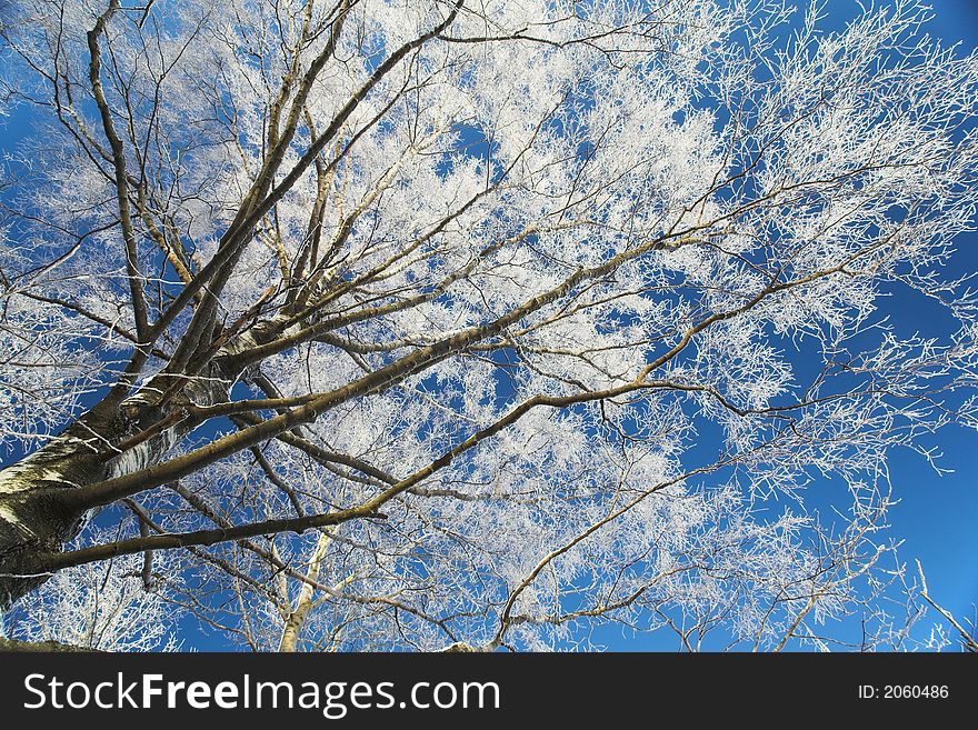 Hoar-frost on the branch of tree. Hoar-frost on the branch of tree