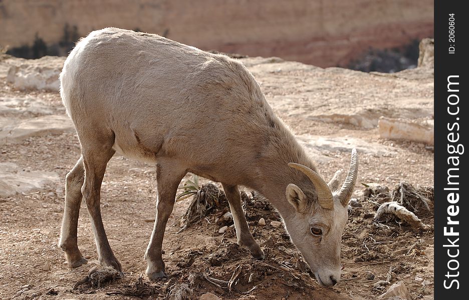 Wild goat at Grand Canyon National Park