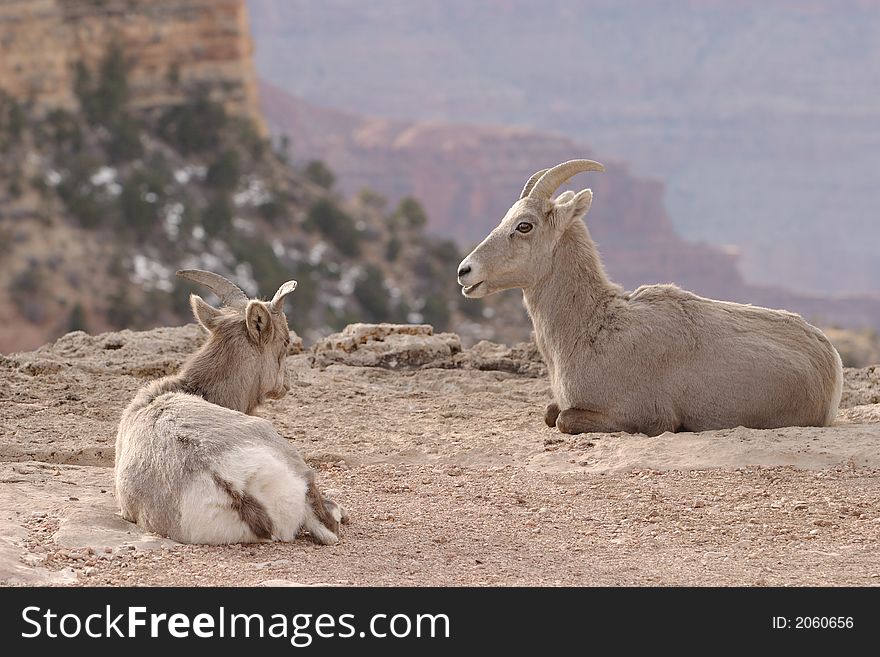 Wild goats at Grand Canyon National Park