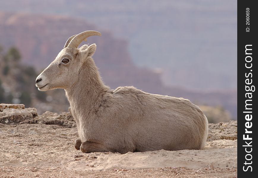 Wild goat at Grand Canyon National Park