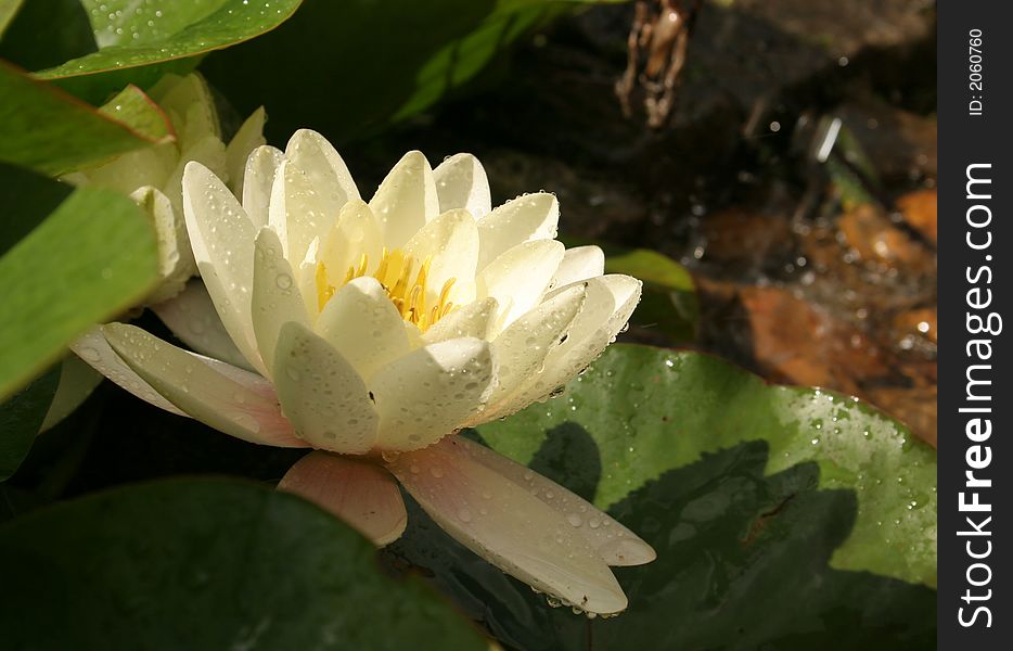 Water lily with droplets of water, sunny