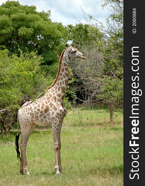 A young giraffe standing guard