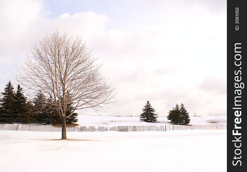 Photo of a trees on winter season. Photo of a trees on winter season