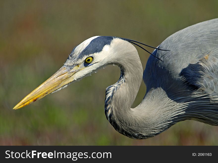 Blue Heron looking at you at Baker Beach in San Francisco, CA