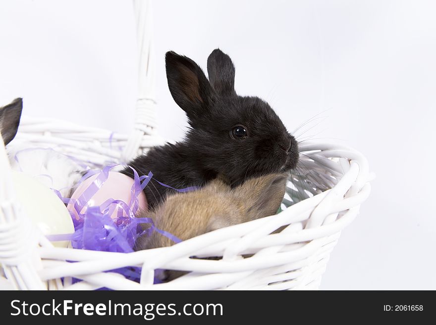 Adorable baby bunny rabbits in Easter basket. Adorable baby bunny rabbits in Easter basket