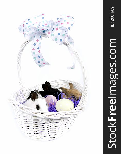 Adorable baby bunny rabbits in Easter basket. Adorable baby bunny rabbits in Easter basket