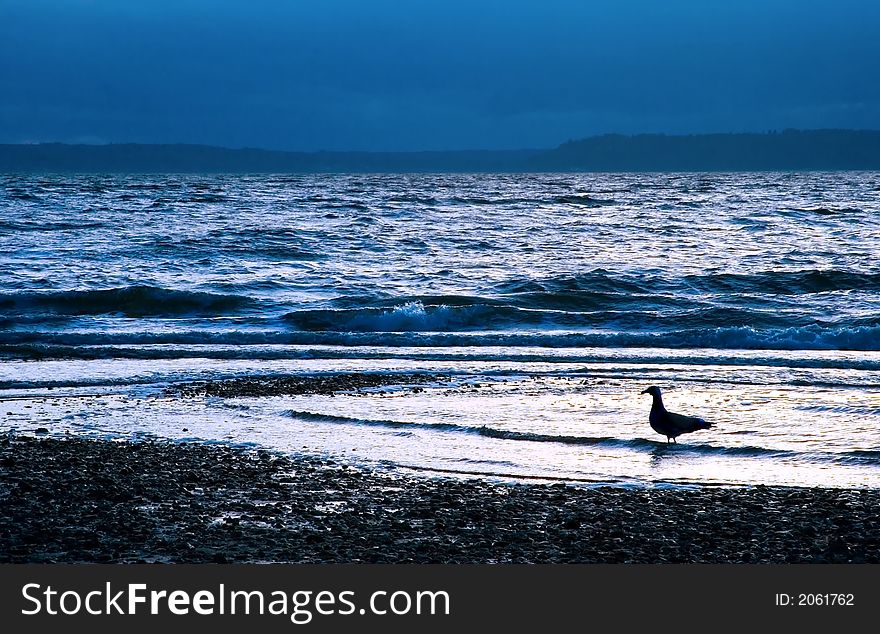 Seagull at Dusk in Surf