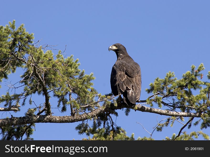 Young Eagle on Branch