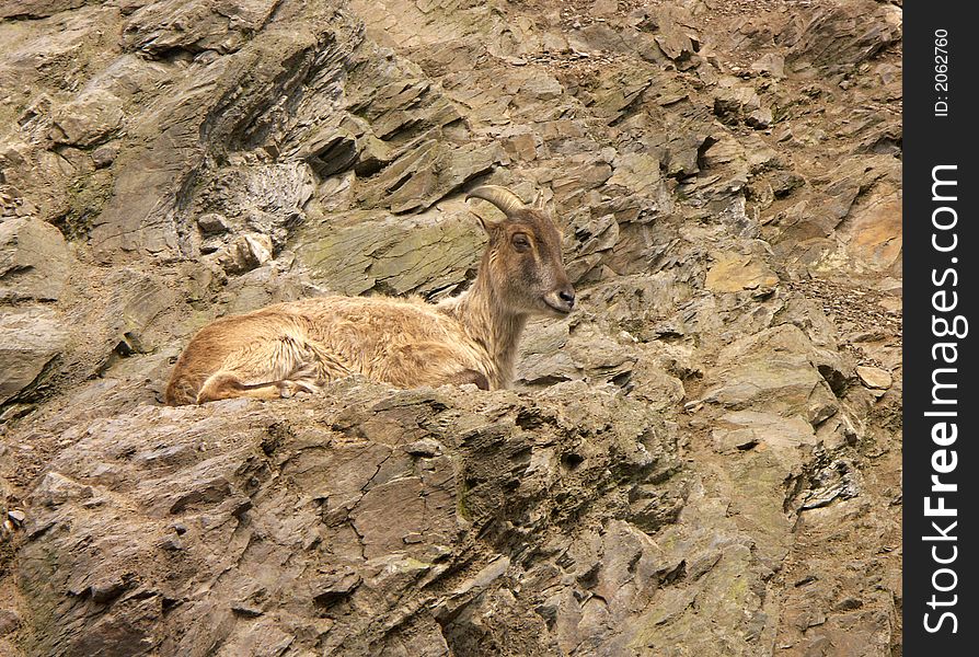 Sitting goat on the rock