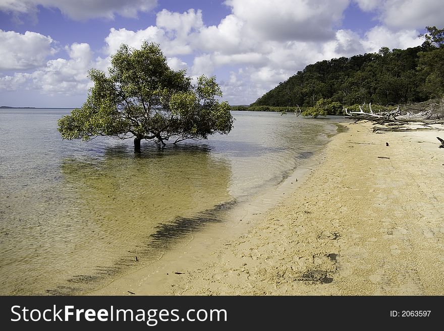 A large Mangrove growing in crystal clear water on Fraser Island. A large Mangrove growing in crystal clear water on Fraser Island