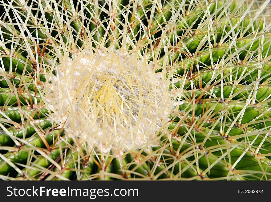 Close-up from the top of a green/white cactus and its needles