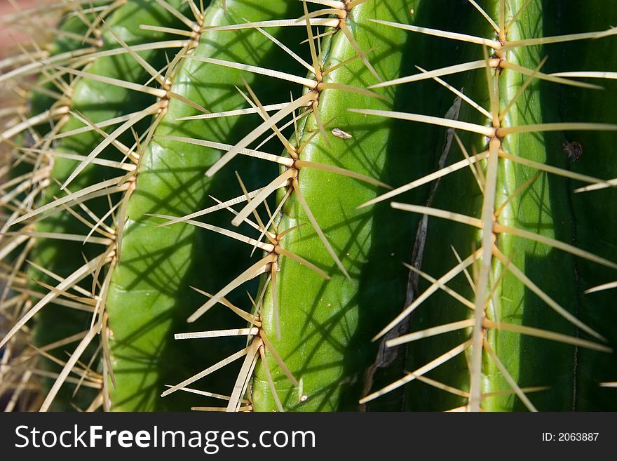 Close-up of the side of a green cactus and its needles