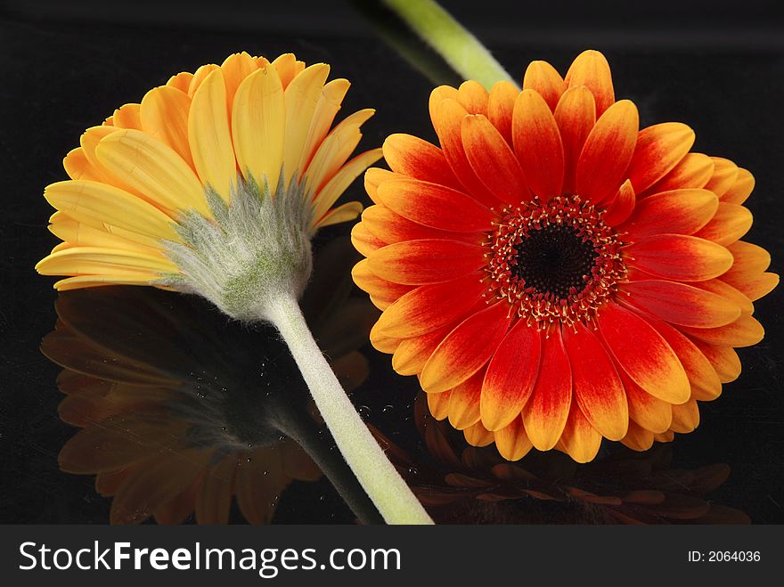 Two orange gerber flowers on a black reflective background, shot in studio. Two orange gerber flowers on a black reflective background, shot in studio.