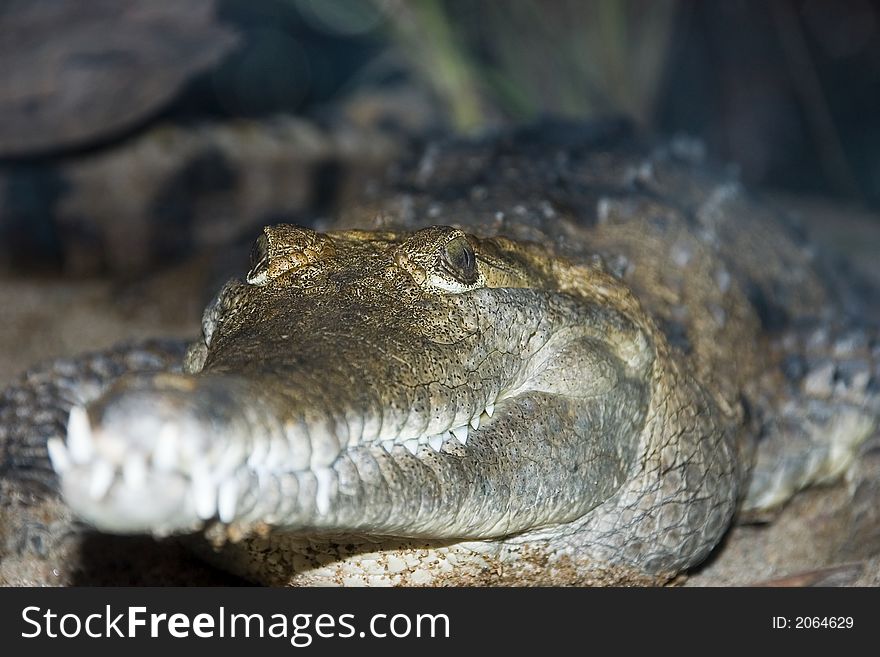 A close up of a crockadile's face