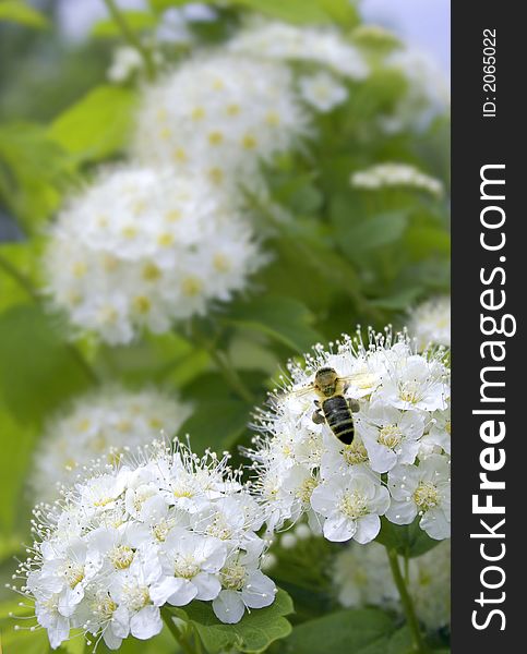 Spring functioning the bee on white flowers. Spring functioning the bee on white flowers