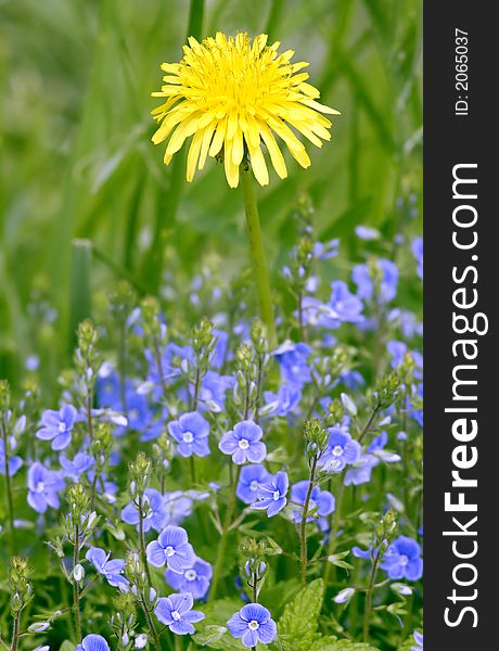 Spring flowerses in the garden