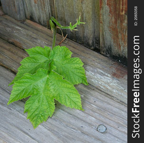 Blackberry leaf peeking out through weathered wood deck