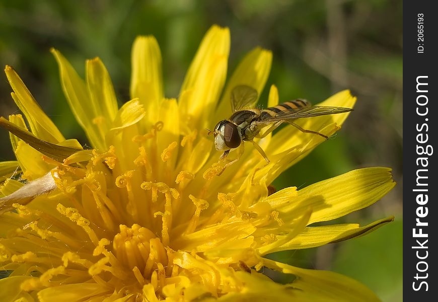 Pretending insect ax