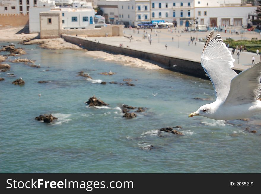 A seagull circles the castle in Essaouira, Morocco. A seagull circles the castle in Essaouira, Morocco.