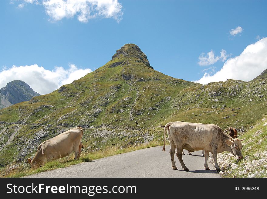 Two caws eating grass on the mountine Durmitor