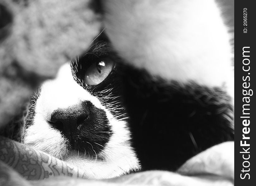 Portrait of a sleepy cat in black and white