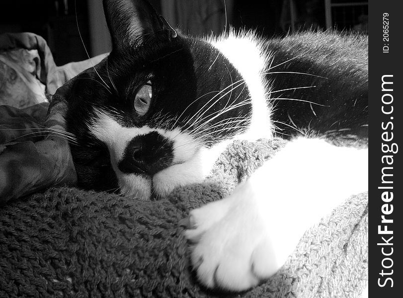 Portrait of a sleepy cat in black and white